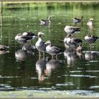 Unterwegs im Naturschutzgebiet Krickenbecker Seen (5))