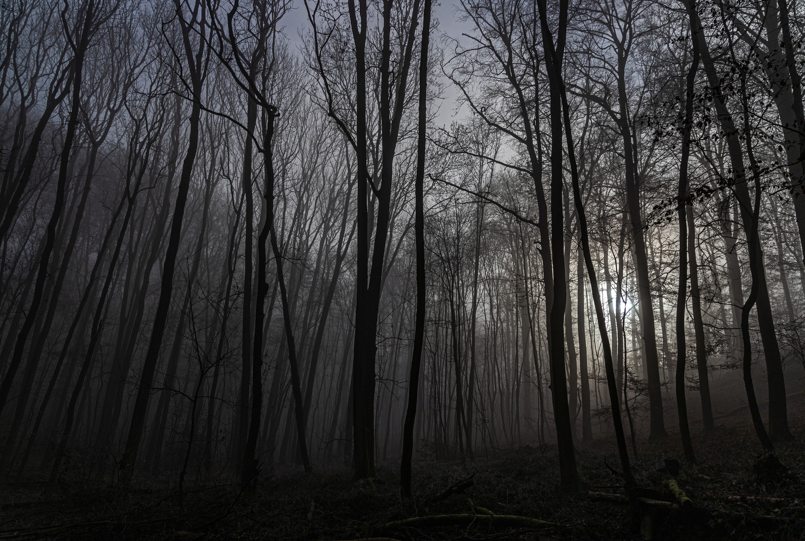 Unterwegs im Nebelwald