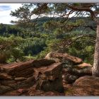 Unterwegs im Pfälzer Wald