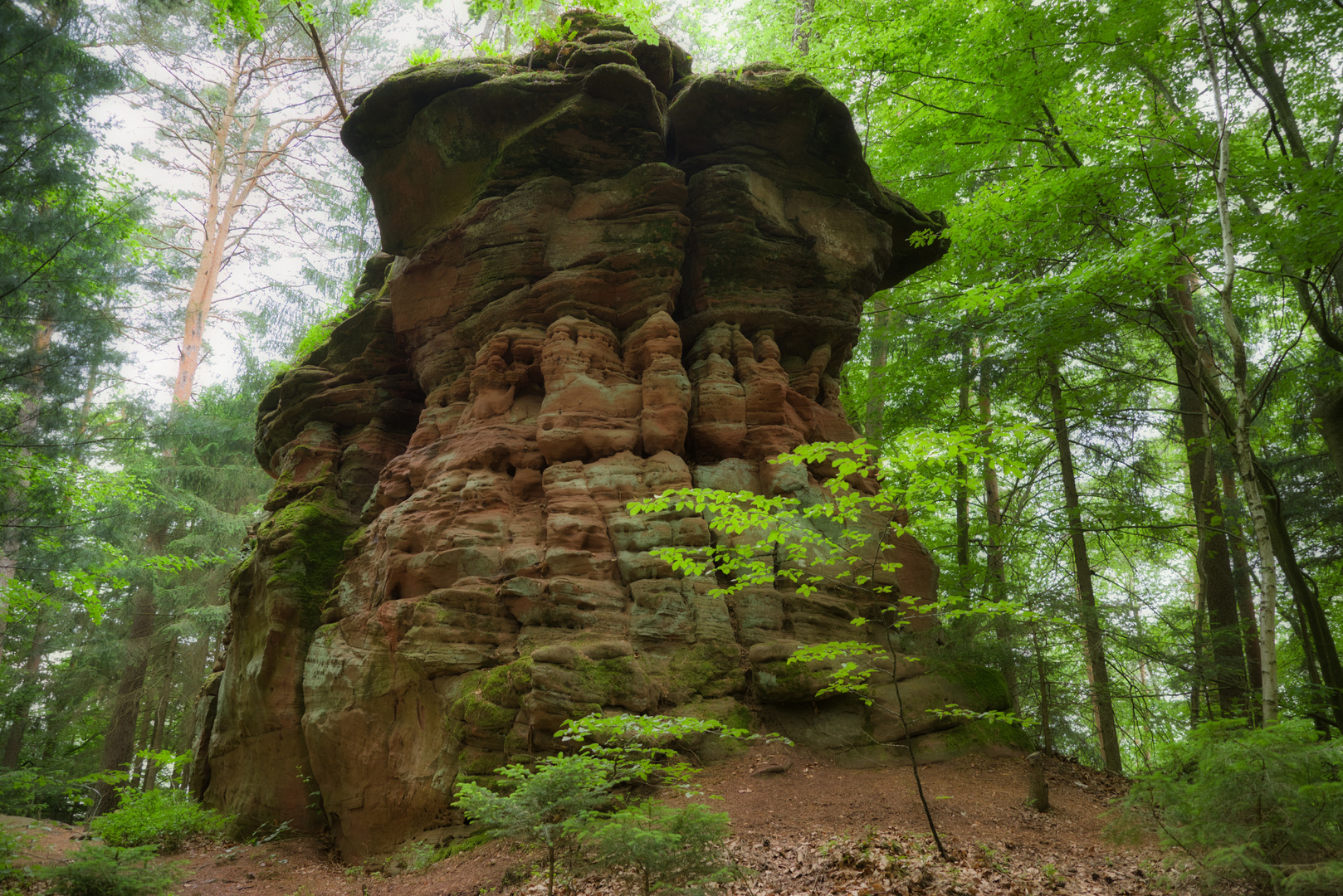 Unterwegs im Pfälzer Wald