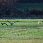 Unterwegs im Polder