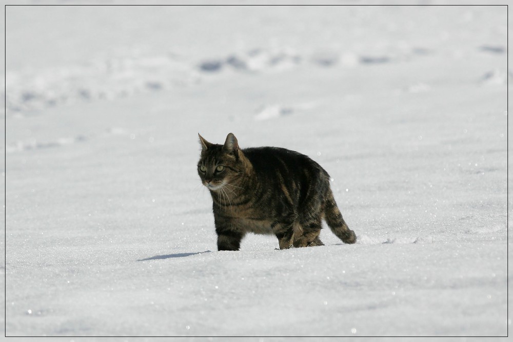 Unterwegs im Schnee