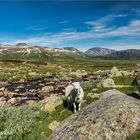 Unterwegs im schönen Valdresflye 