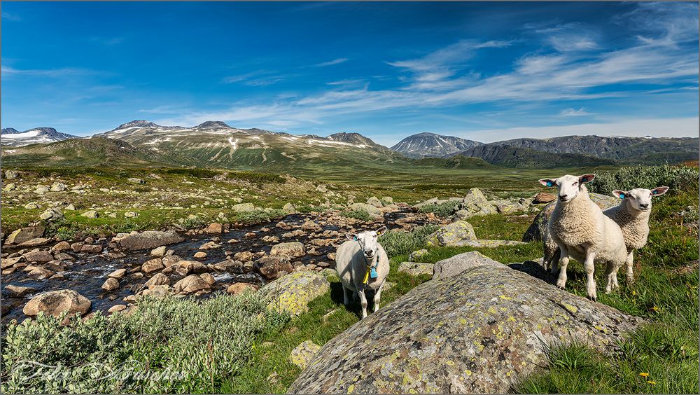 Unterwegs im schönen Valdresflye 