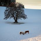 Unterwegs im Schwarzwald