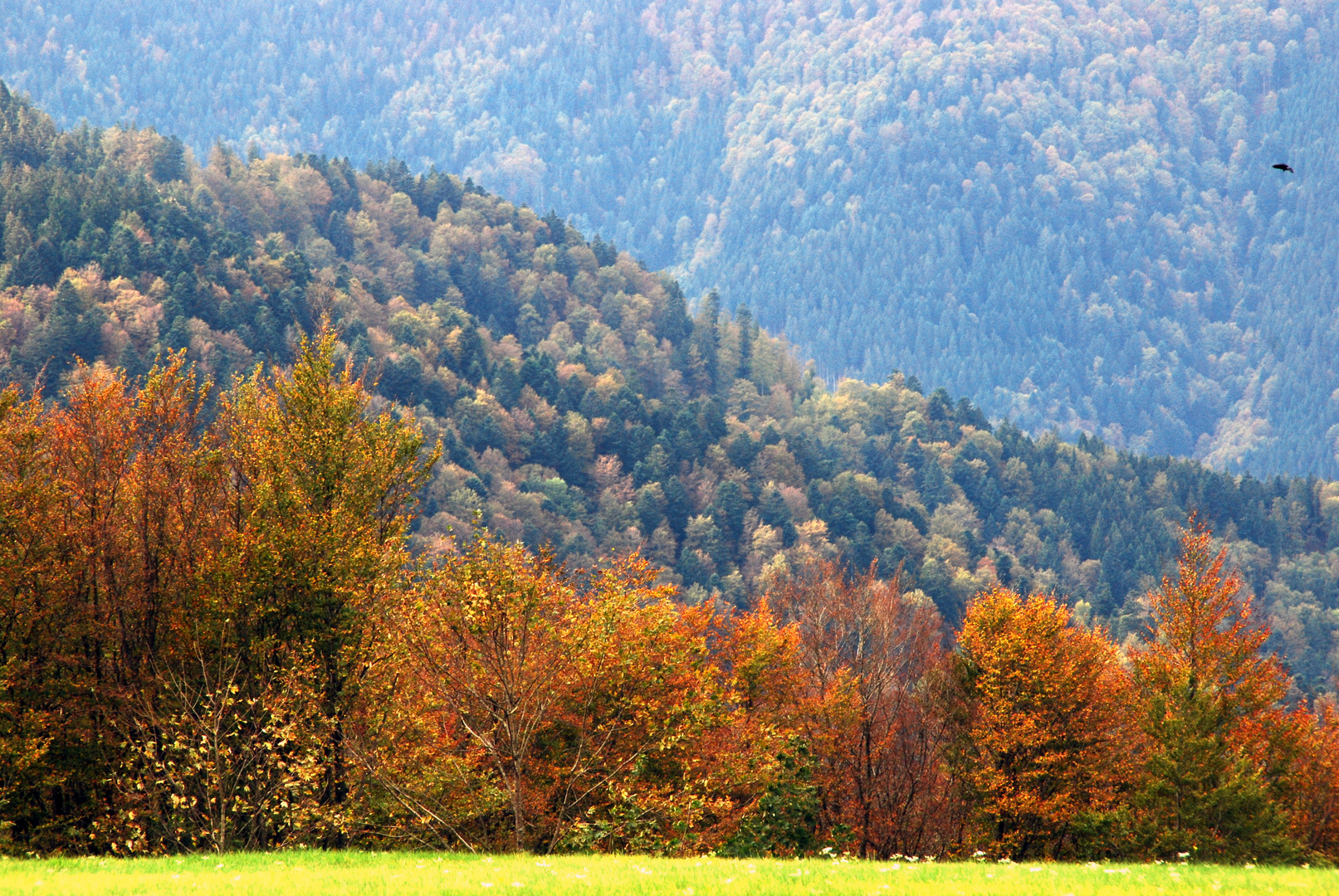 Unterwegs im Schwarzwald auf dem Westweg 4