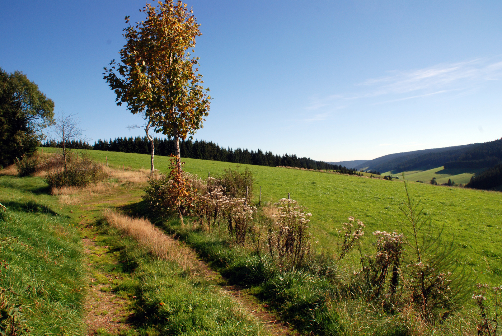 Unterwegs im Schwarzwald auf dem Westweg 5