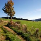 Unterwegs im Schwarzwald auf dem Westweg 5