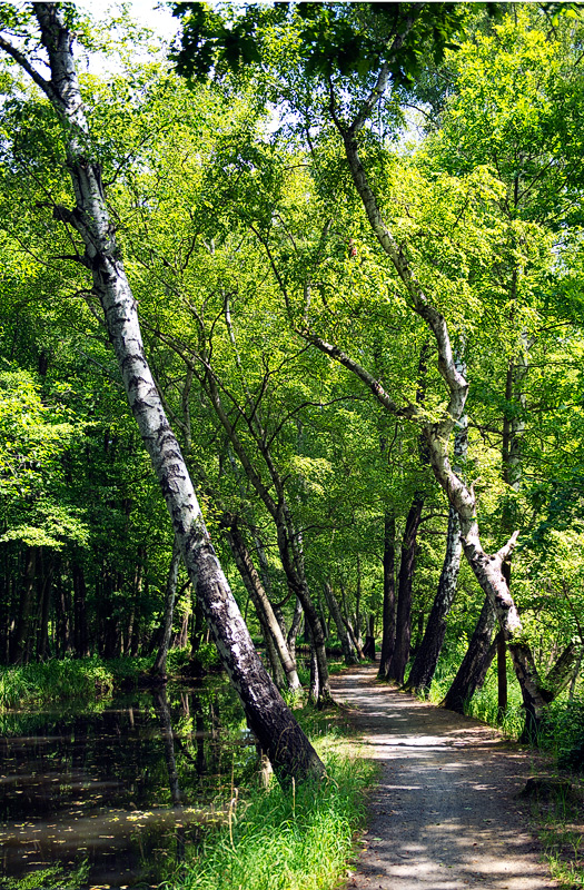 unterwegs im Spreewald 2