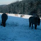 Unterwegs im Taunus