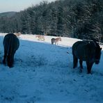 Unterwegs im Taunus