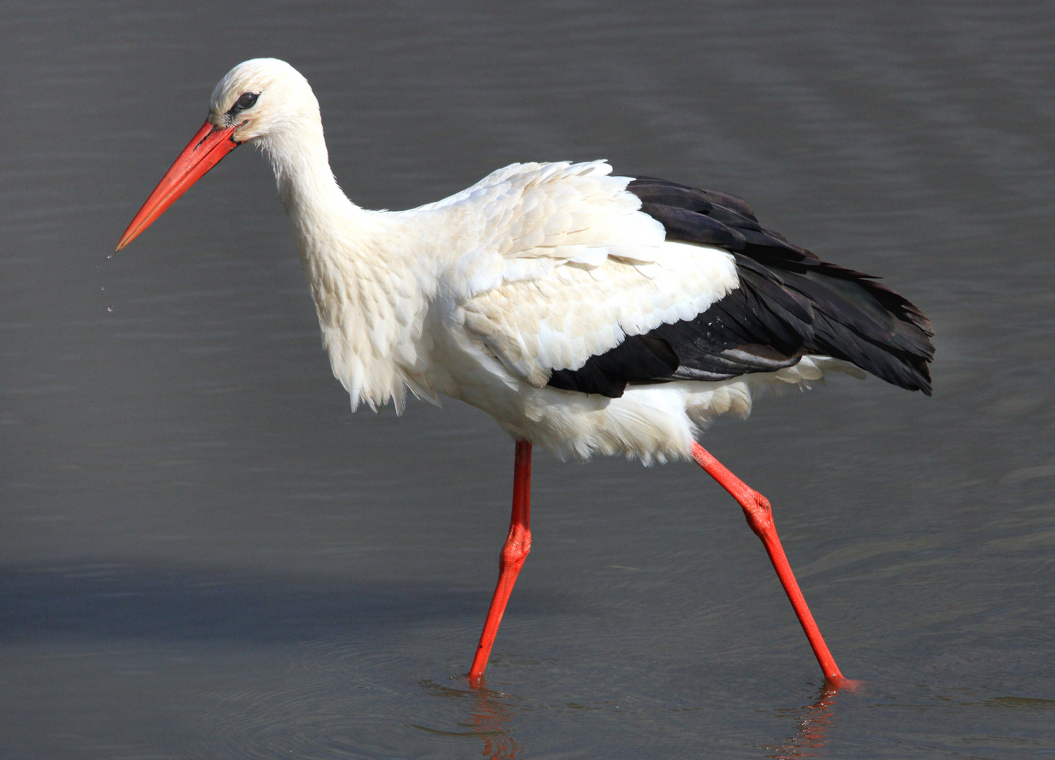 Unterwegs im Teich, ein Weißstorch auf Nahrungssuche 