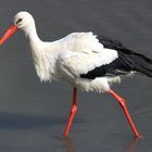 Unterwegs im Teich, ein Weißstorch auf Nahrungssuche 