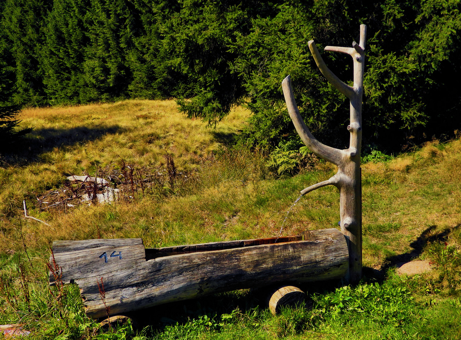 Unterwegs im Thüringer Wald (III)