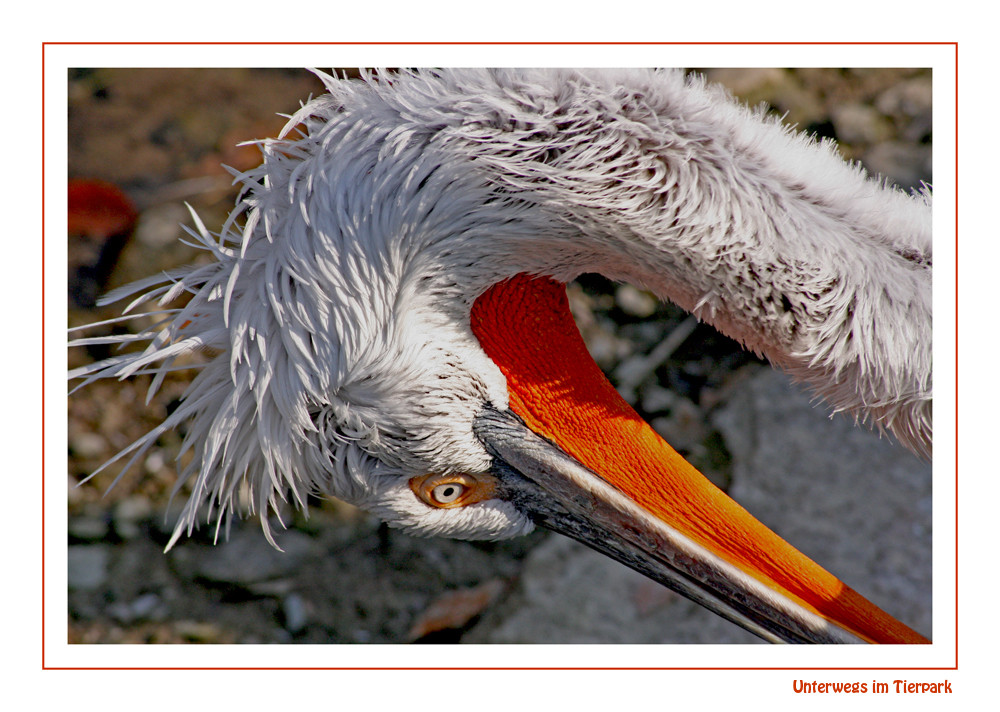 unterwegs im tierpark (1)