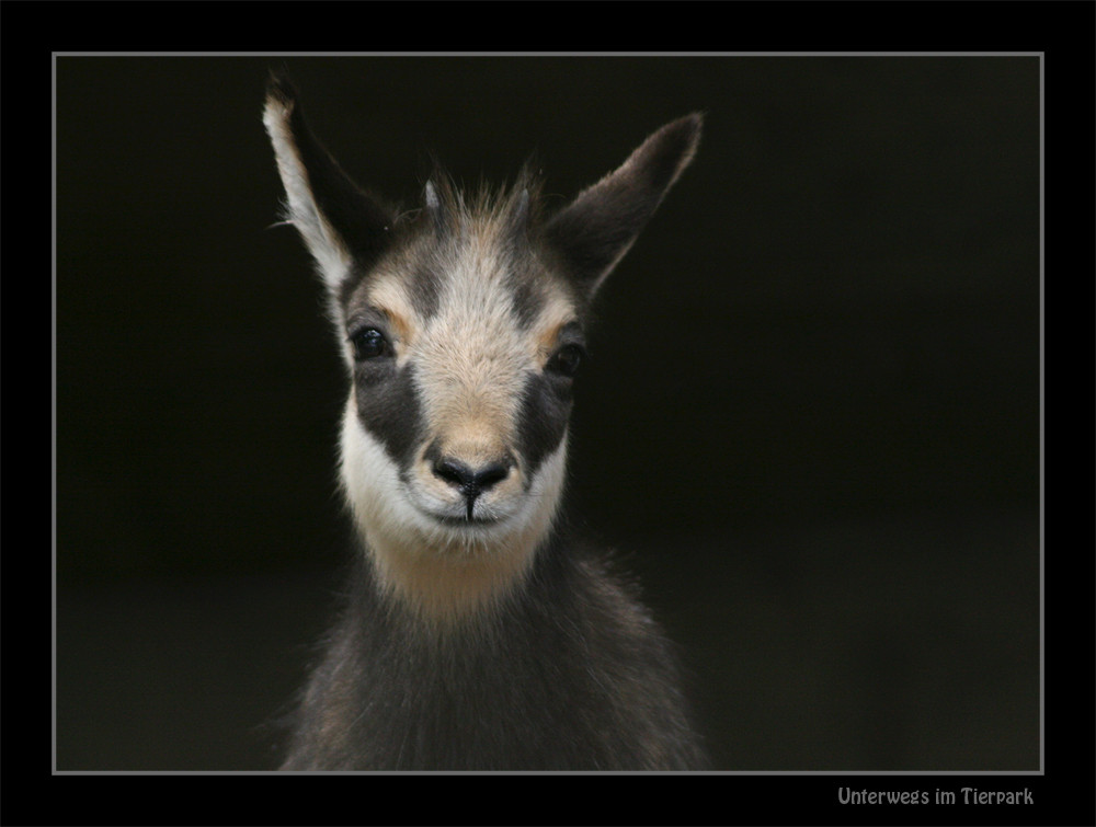 unterwegs im tierpark (2)