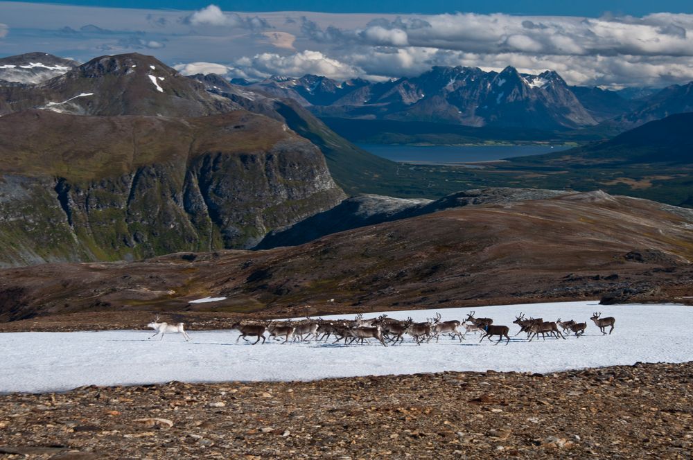 Unterwegs im Tromso Fjell oberhalb der Skarvassbu Hütte