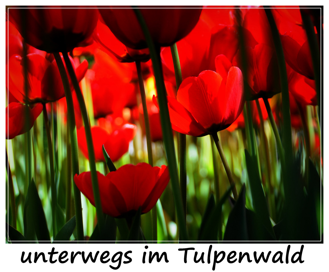 unterwegs im Tulpenwald