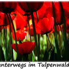 unterwegs im Tulpenwald