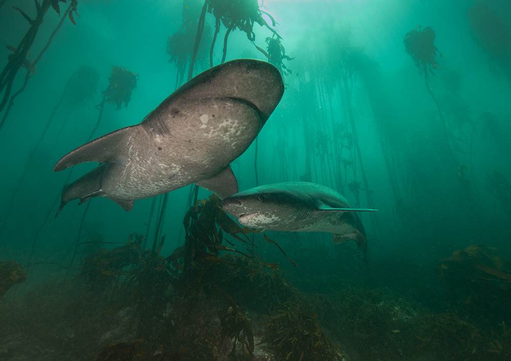 Unterwegs im Unterwasser-Dschungel Südafrikas