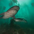 Unterwegs im Unterwasser-Dschungel Südafrikas