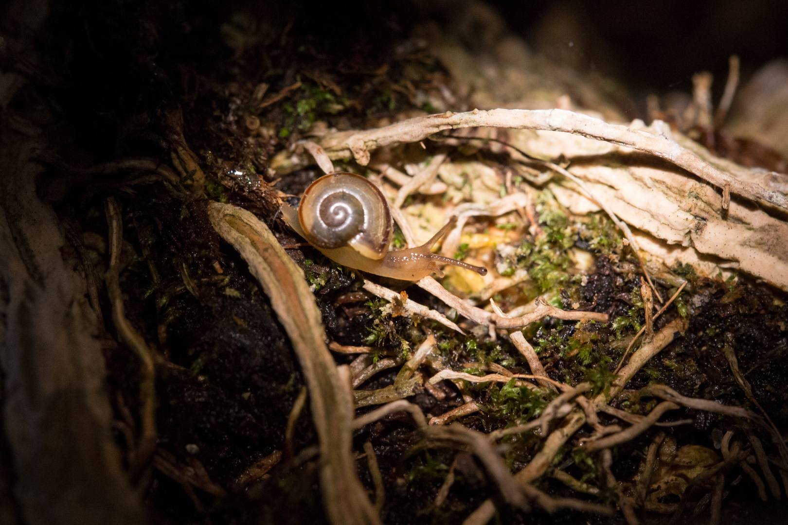 Unterwegs im Urwald