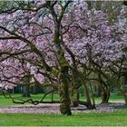 Unterwegs im Volksgarten Düsseldorf