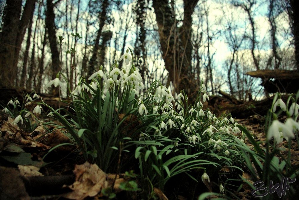 unterwegs im Wald 03