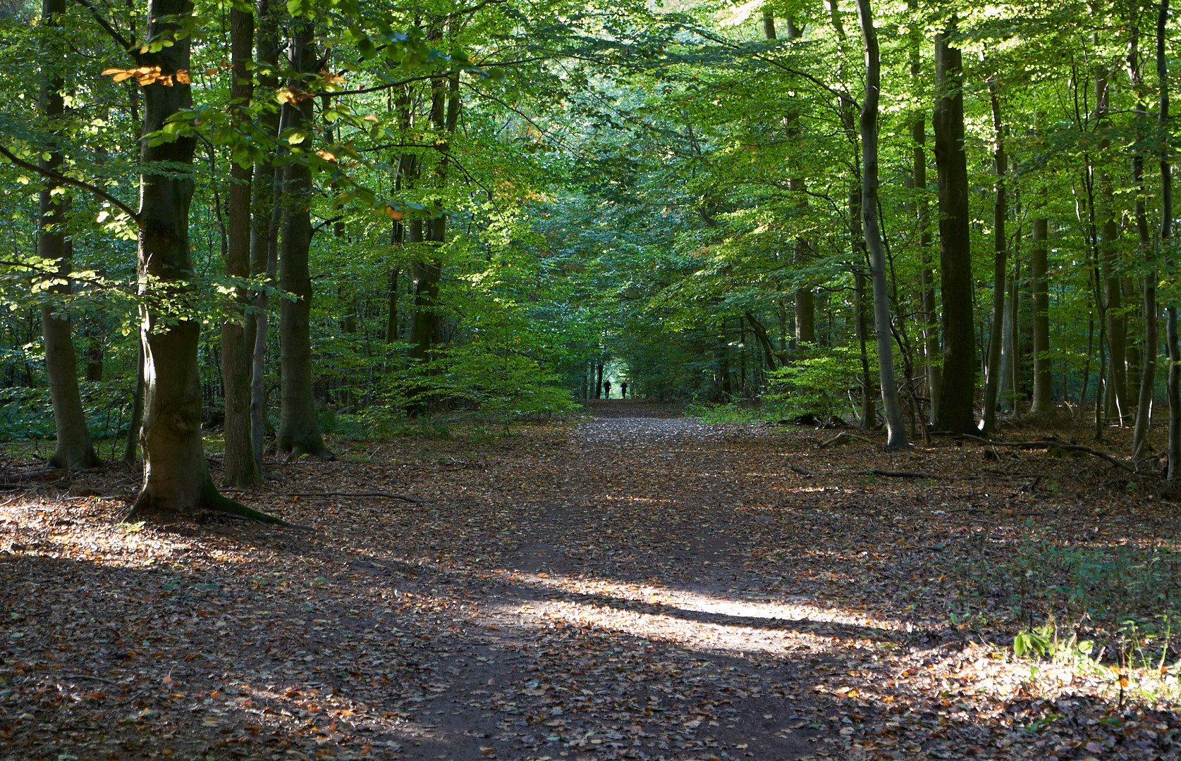 Unterwegs im Wald