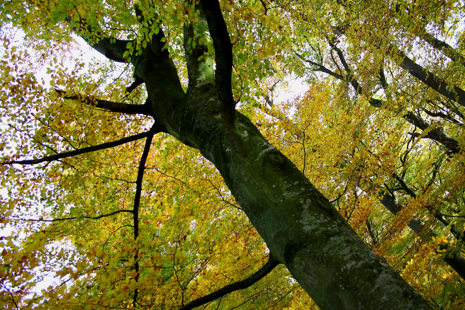 unterwegs im Wald