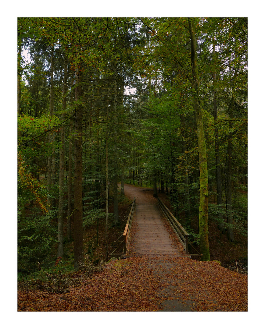 Unterwegs im Wald