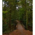 Unterwegs im Wald