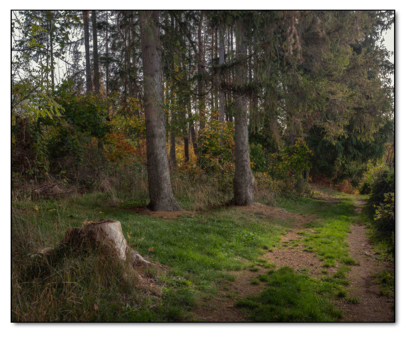 Unterwegs im Wald 