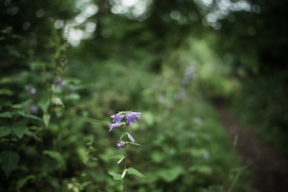 ~unterwegs im Wald~