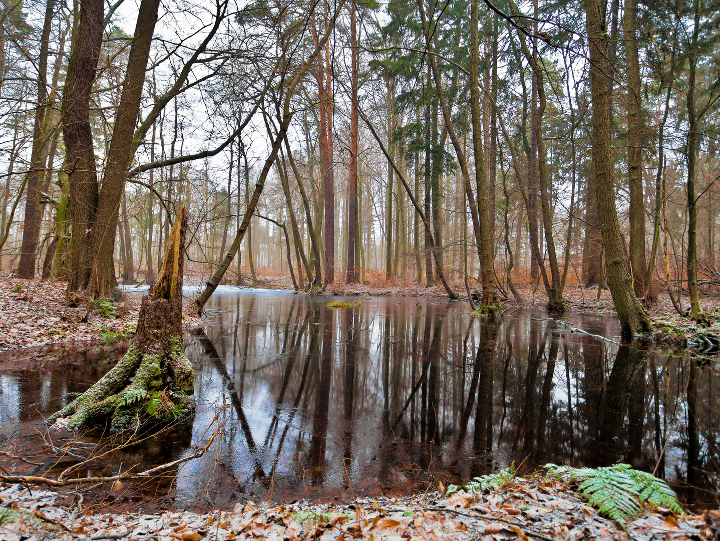 Unterwegs im Wald