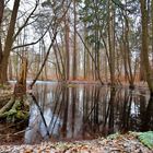 Unterwegs im Wald