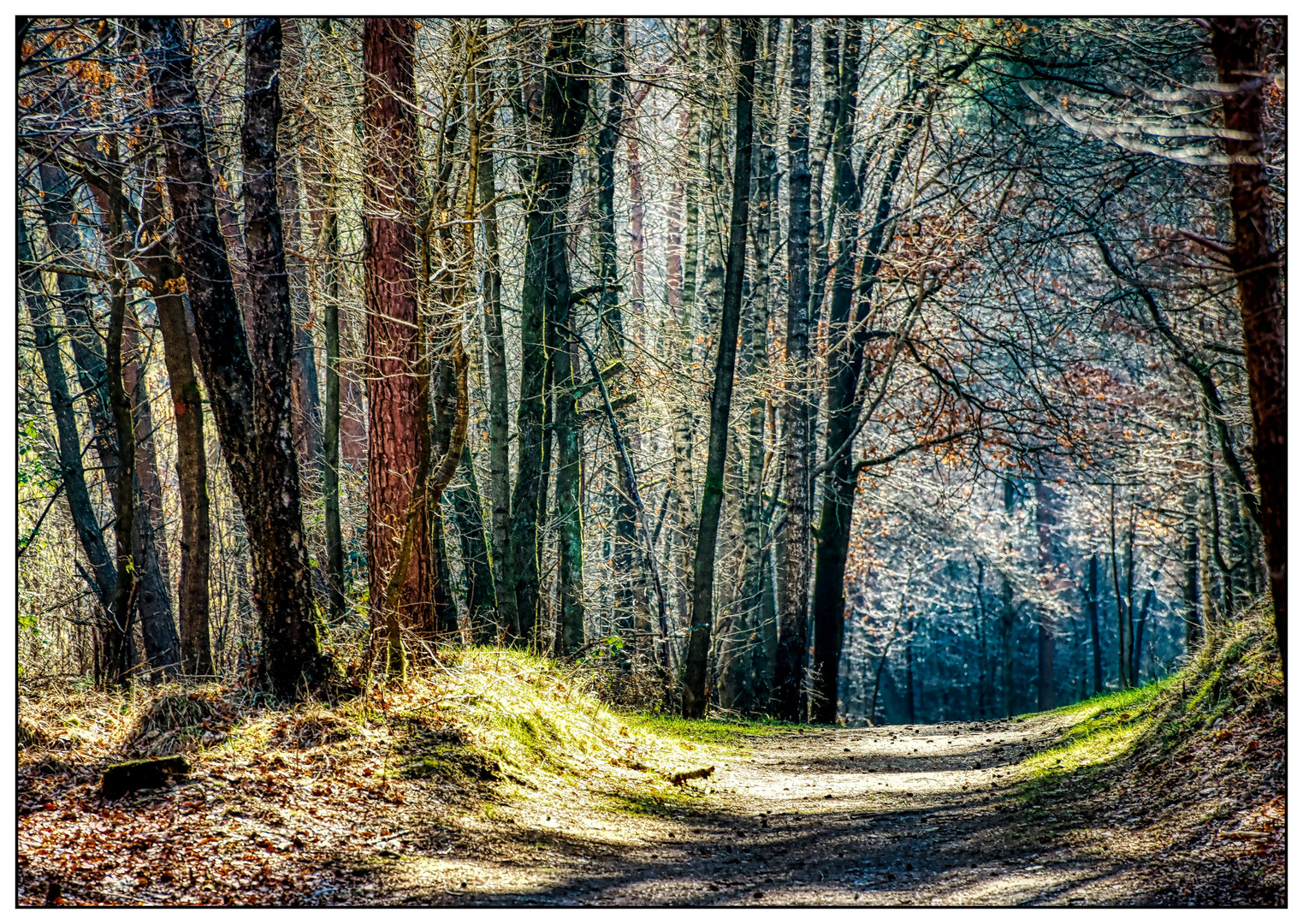 Unterwegs im Wald