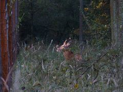 Unterwegs im Wald