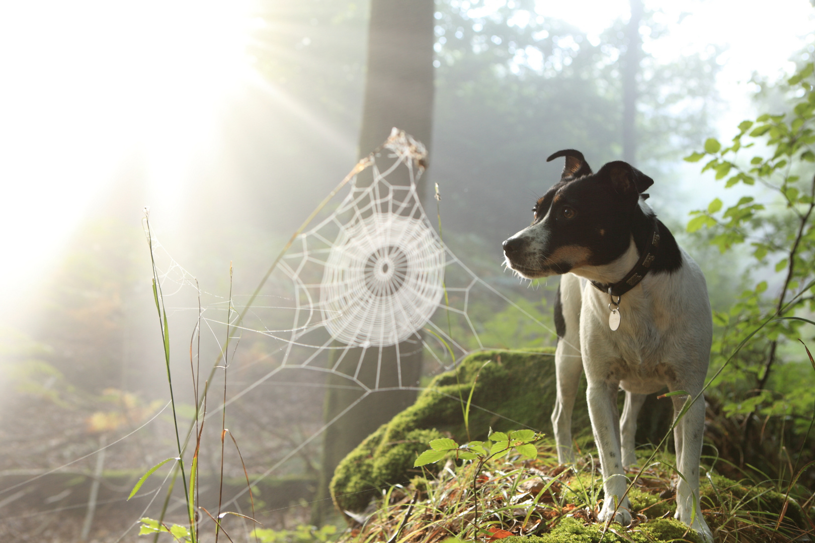 Unterwegs im Wald