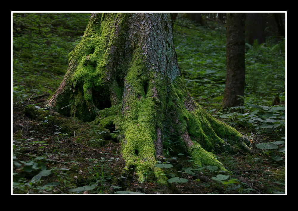 Unterwegs im Wald