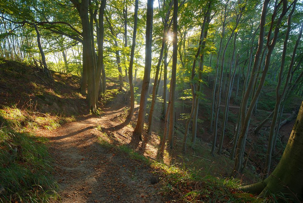 unterwegs im Wald ...