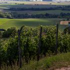 Unterwegs im Weinberg