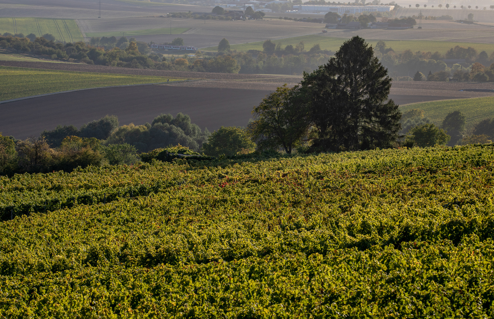 Unterwegs im Weinberg