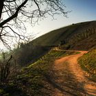 Unterwegs im Weinberg