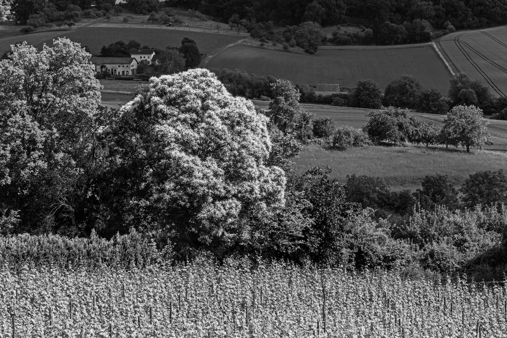 Unterwegs im Weinberg