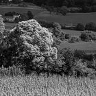 Unterwegs im Weinberg