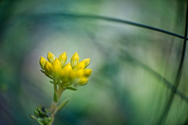 Unterwegs im Weinberg - Fette Henne (ohne Hasen-Klee)