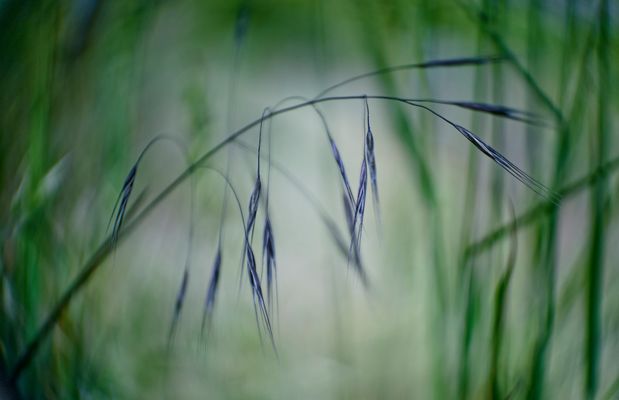 Unterwegs im Weinberg - Grasimpression 2