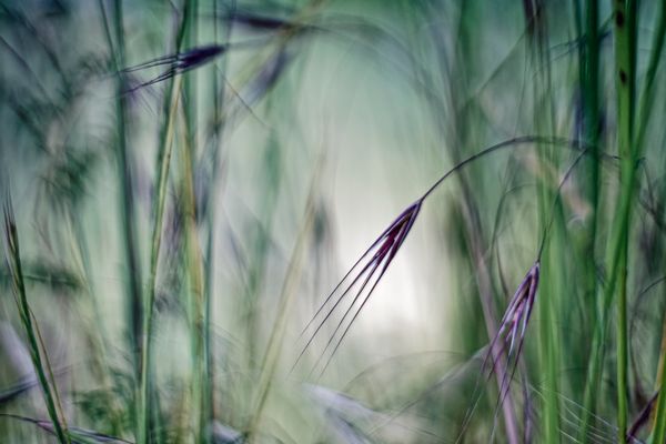 Unterwegs im Weinberg - Grasimpressionen