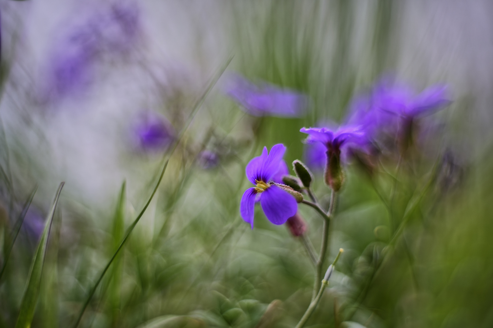 Unterwegs im Weinberg - Griechisches Blaukissen